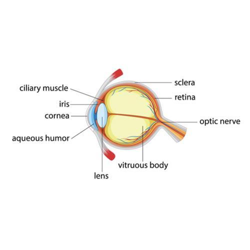 Graphic showing the anatomy of a healthy eye