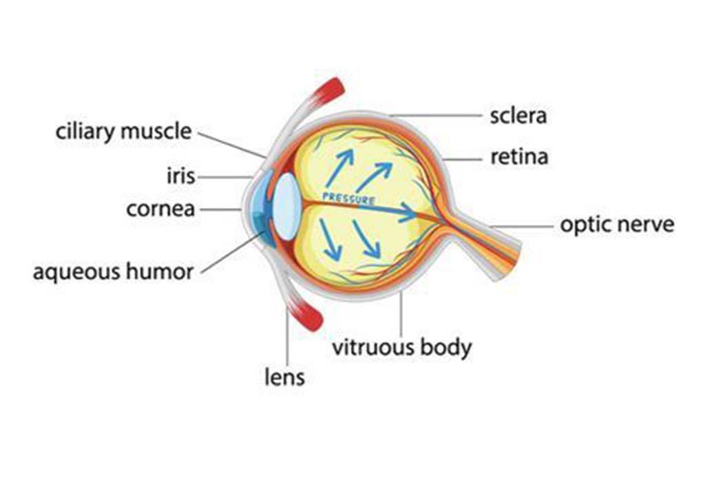 glaucoma-Blepharoplasty-Eyelid-Surgery-Galway-Dr-Maeve-ODoherty